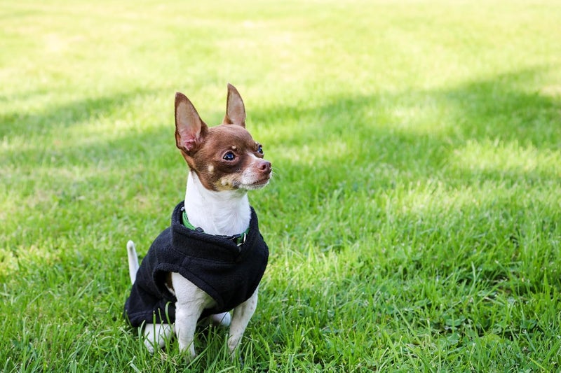 Jacko & Co - Fleece Vest Dog Sweater with Leash Ring - Soft, Warm & Lightweight Pullover Coat for Small & Medium Dogs, Puppies & Cats - Cozy Fall/Winter/Spring Pet Jacket (Black, Small 4-6lbs) - Image 5